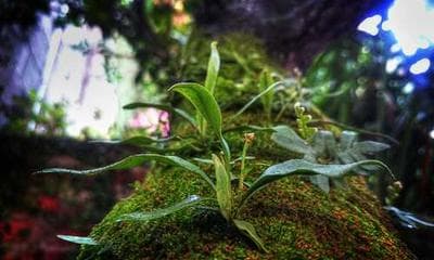 人工智能和宠物医疗的结合 - 学术研究文章配图